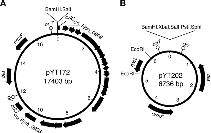 FIG 1