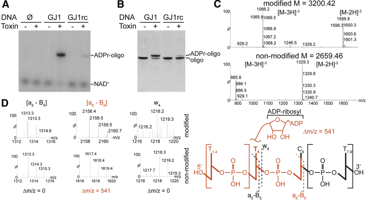 Figure 2