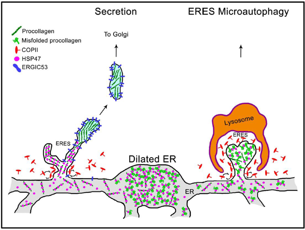 Fig. 9.