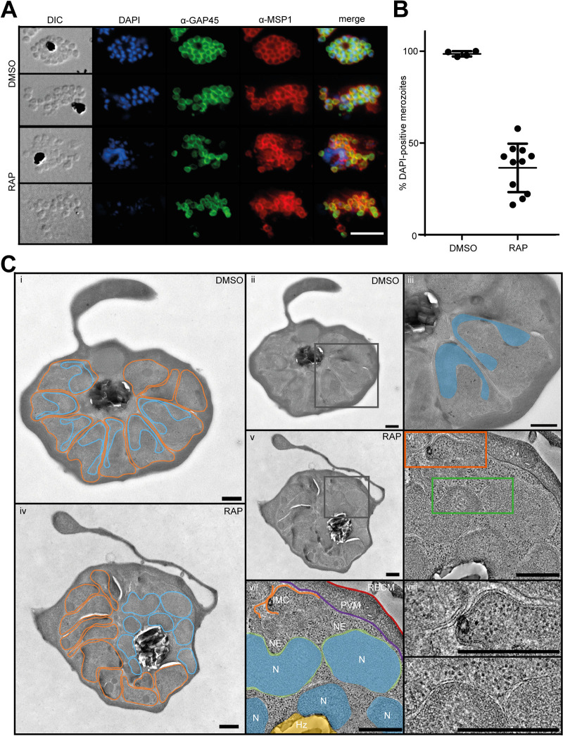 FIG 4