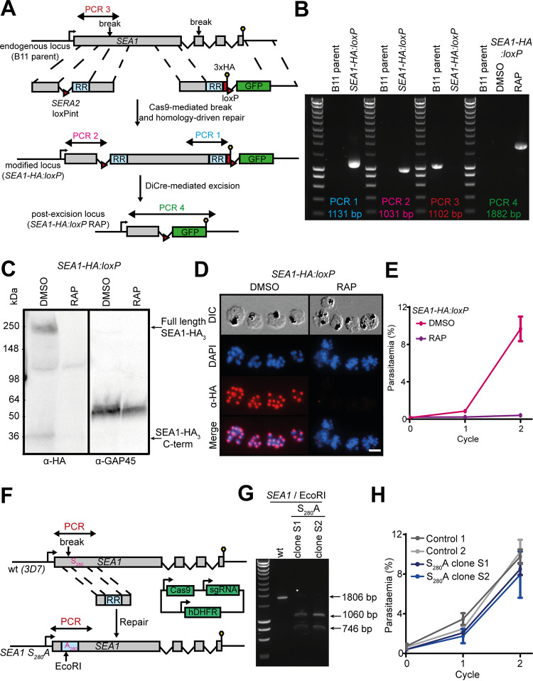 FIG 1