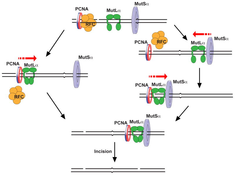 Endonuclease activities of MutLα and its homologs in DNA mismatch ...