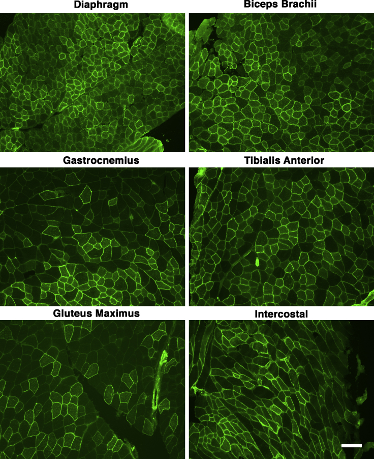 Figure 3