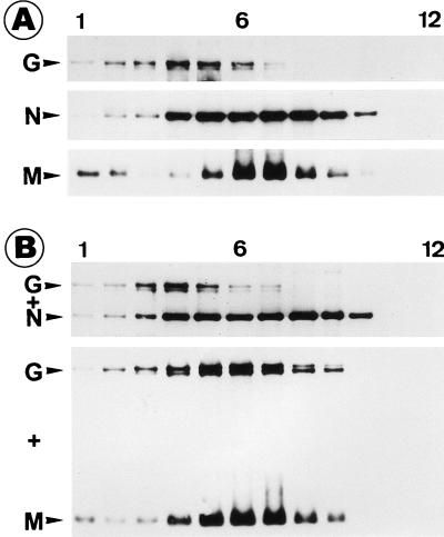 FIG. 6