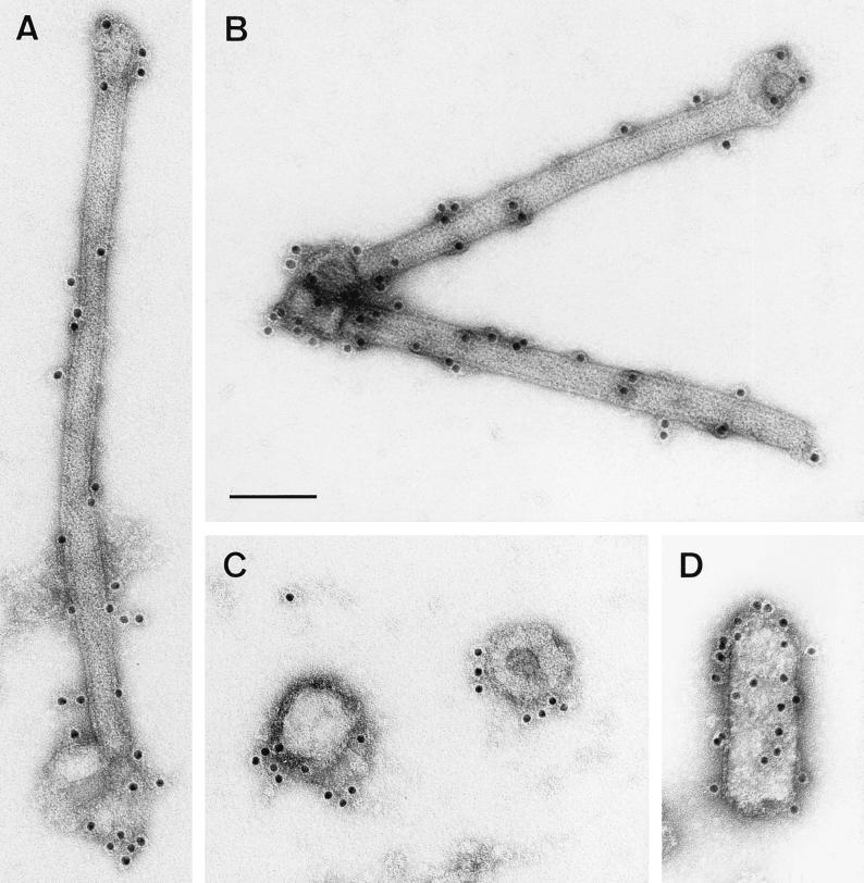 FIG. 7