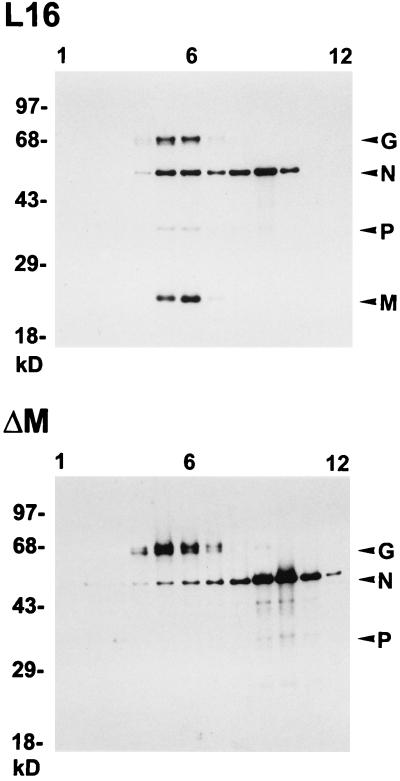 FIG. 5