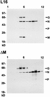 FIG. 5