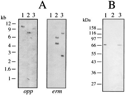 FIG. 6