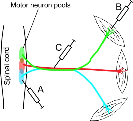 FIG. 2.