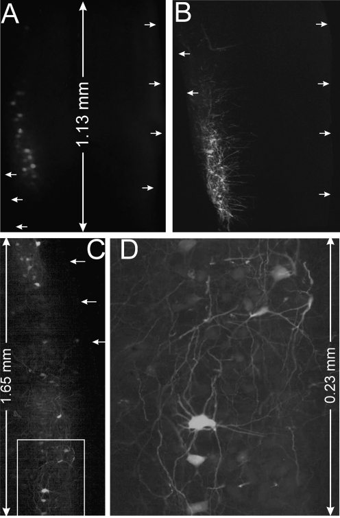 FIG. 3.