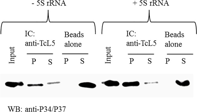 Fig 7