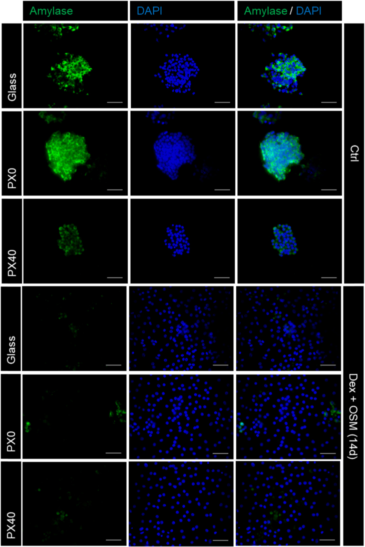 Fig. 12