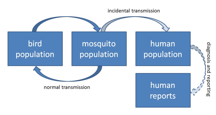 WNV Transmission Cycle