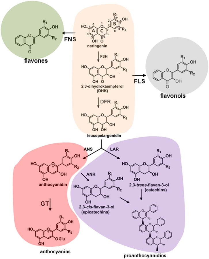 FIGURE 1