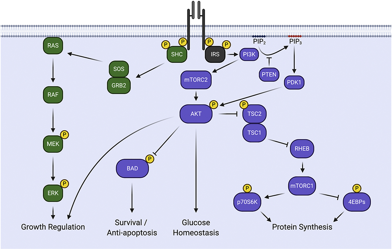 Figure 3: