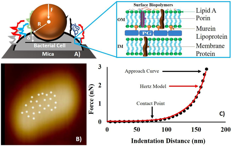 Figure 2: