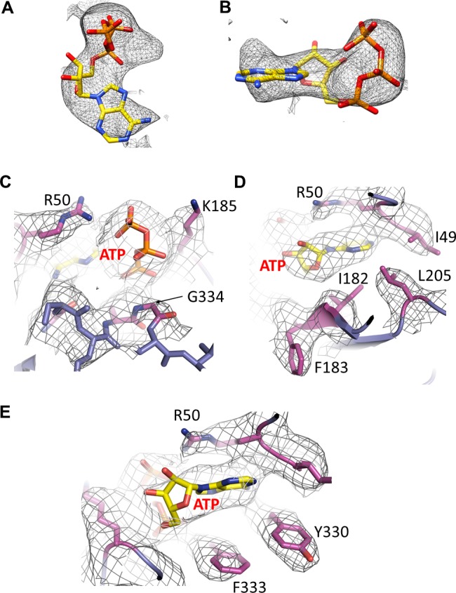 Figure 4—figure supplement 1.