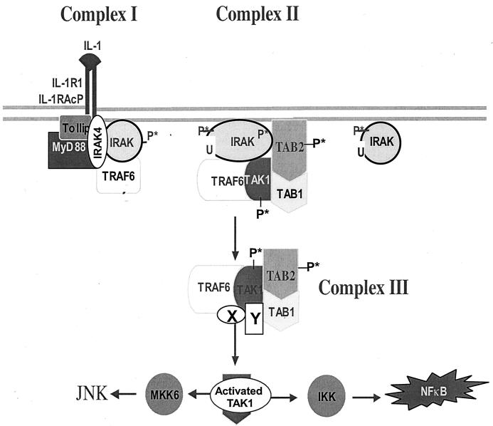 FIG. 1.