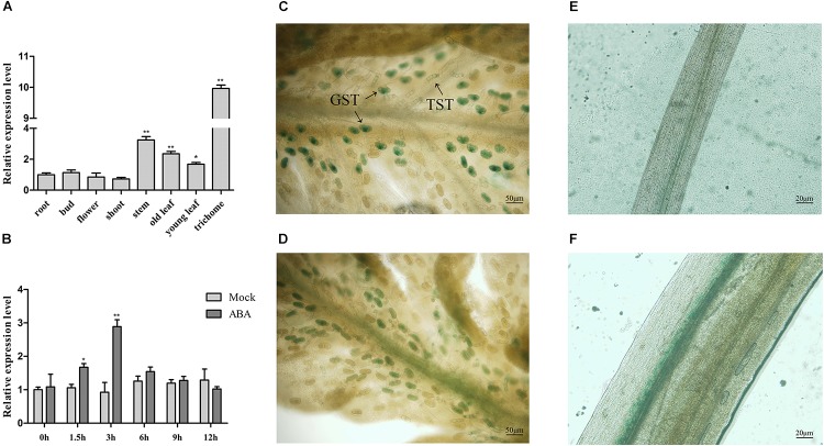 FIGURE 2