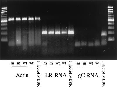 FIG. 5.