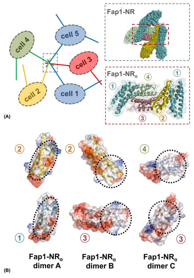 Fig. (6)