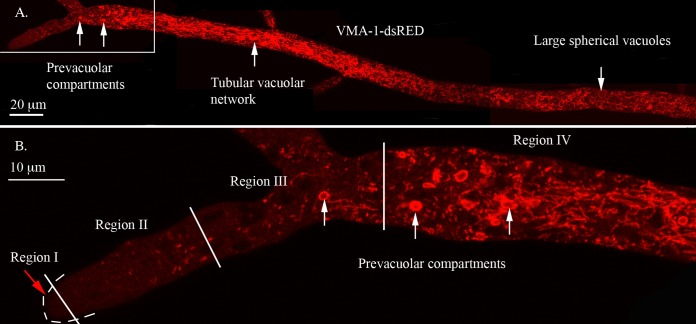 FIG 1