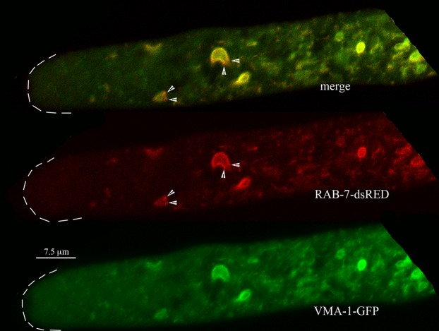 FIG 3