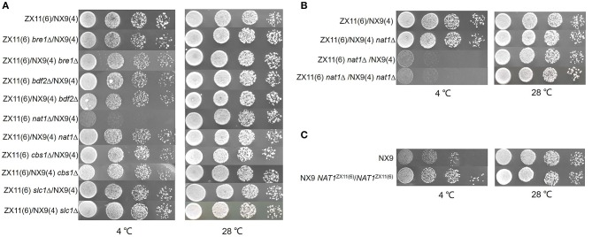 Figure 7