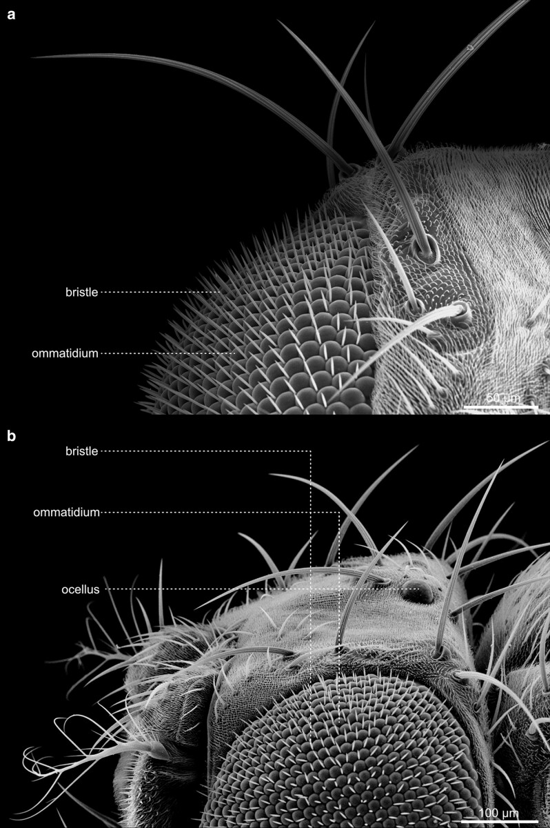 Fig. 15.