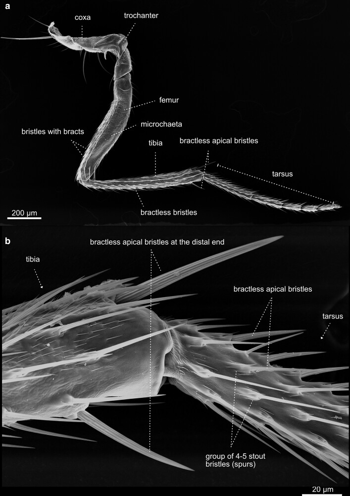 Fig. 41.