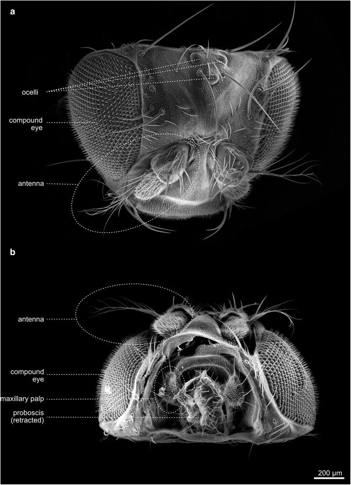 Fig. 13.