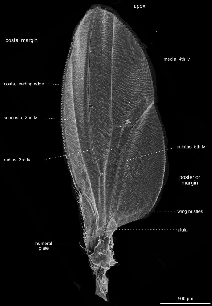 Fig. 34.