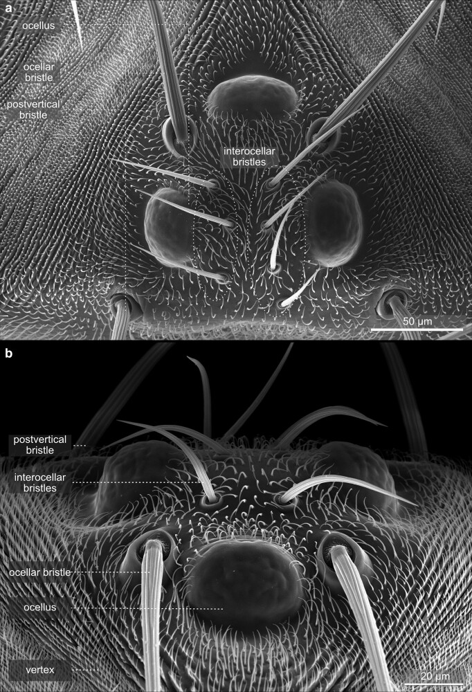 Fig. 18.