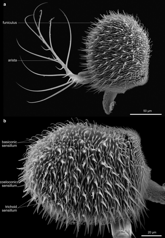 Fig. 23.