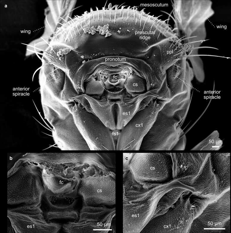 Fig. 30.