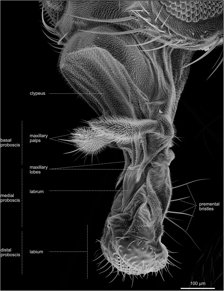 Fig. 24.