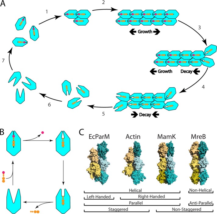 FIGURE 1: