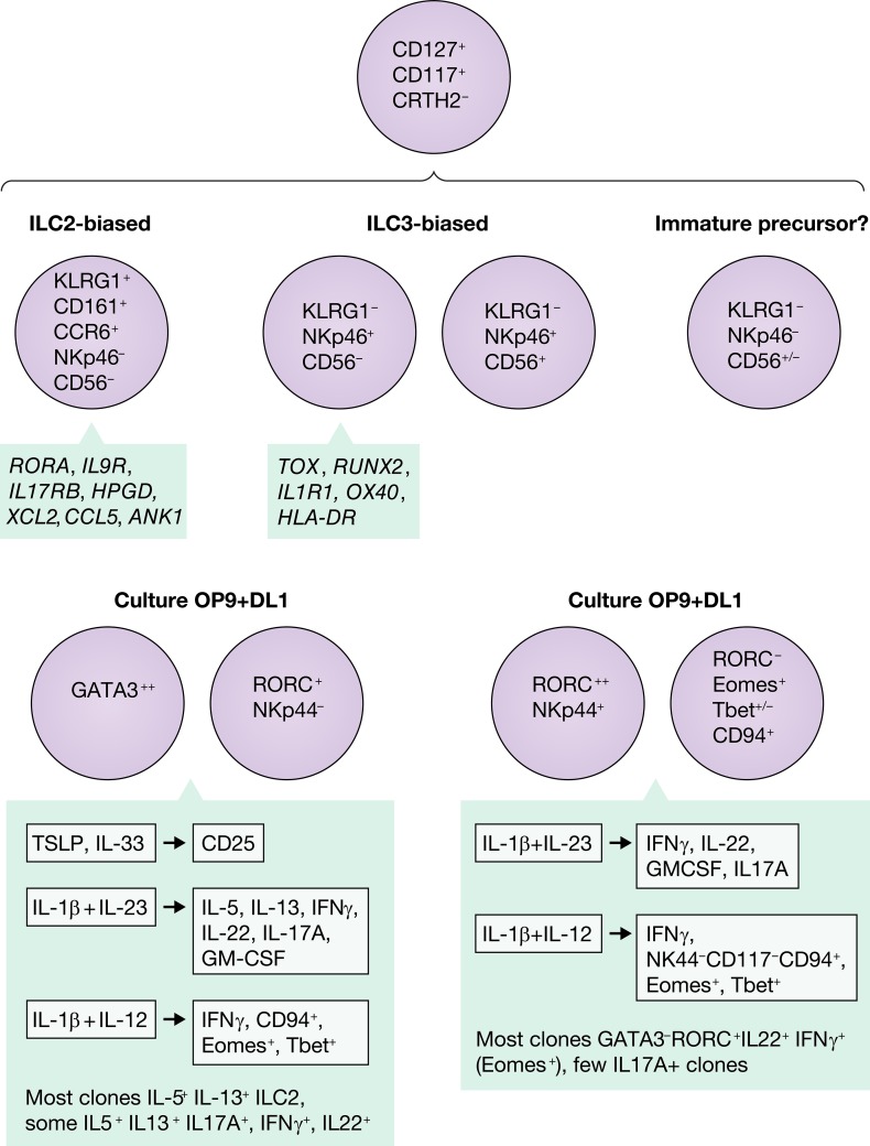 graphic file with name JEM_20191183_Fig2.jpg