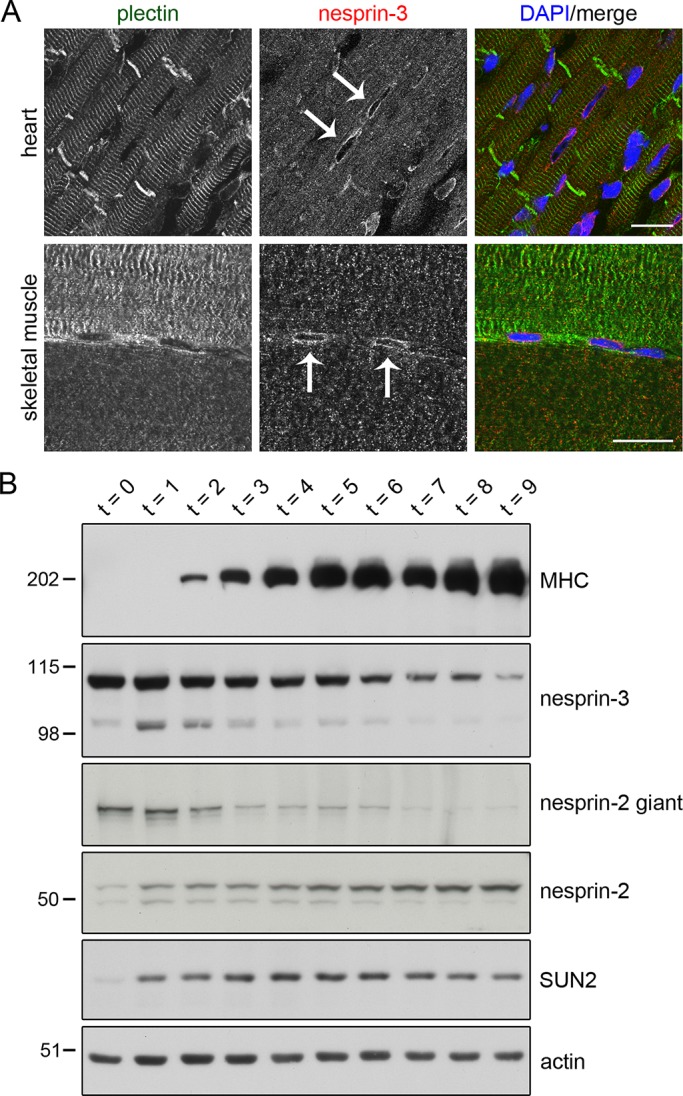 FIGURE 3: