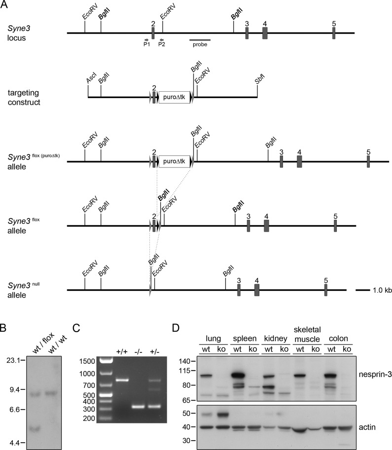 FIGURE 1: