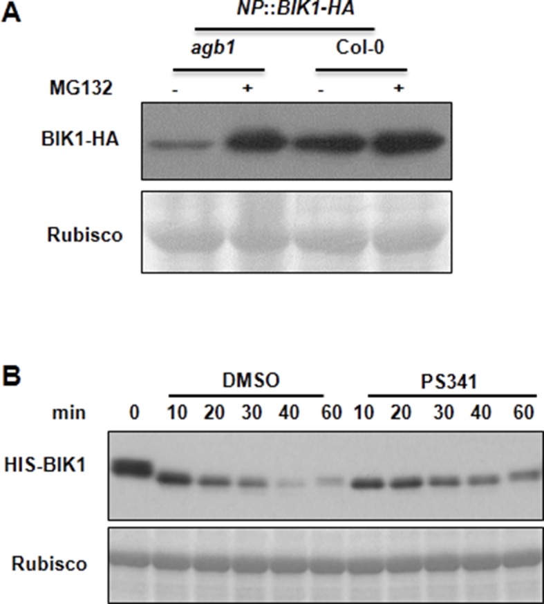 Figure 3—figure supplement 2.