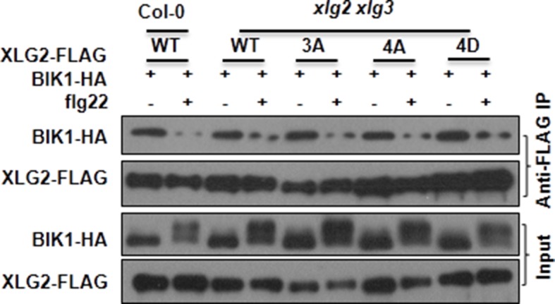 Figure 5—figure supplement 3.