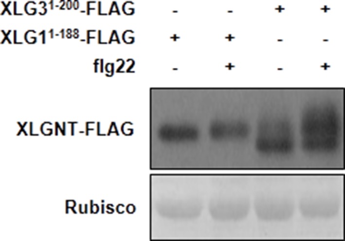 Figure 5—figure supplement 1.