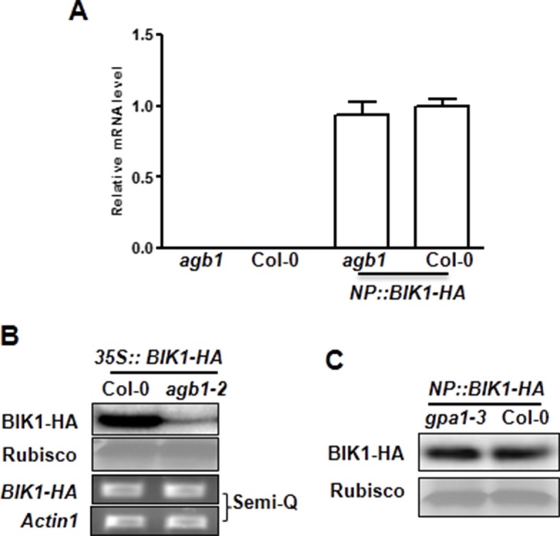 Figure 3—figure supplement 1.