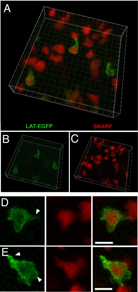 Fig. 3.