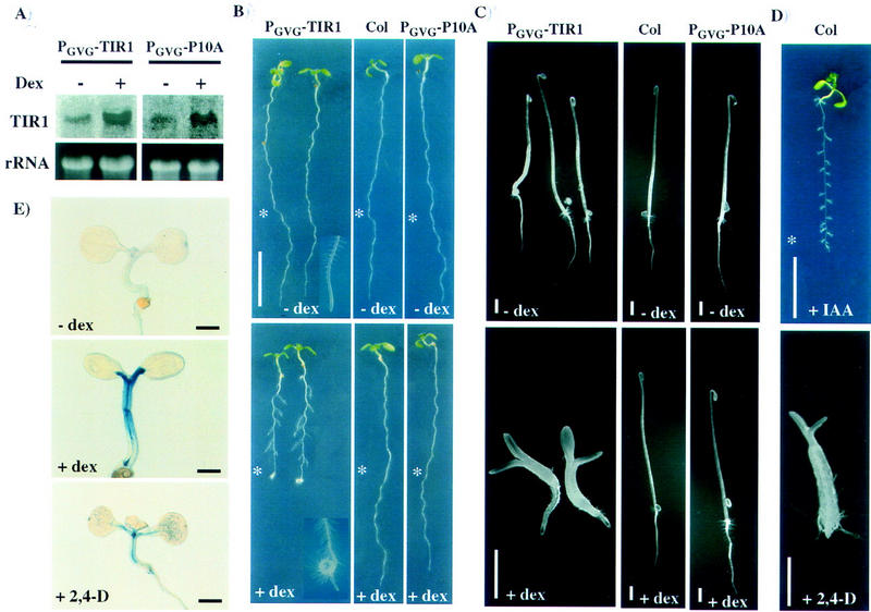 Figure 6