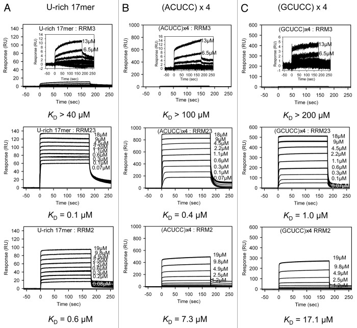 graphic file with name rna-11-766-g4.jpg