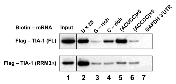 graphic file with name rna-11-766-g5.jpg