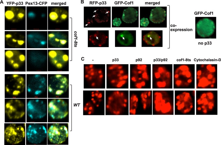 Fig 3