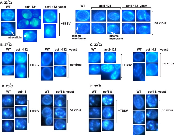 Fig 11